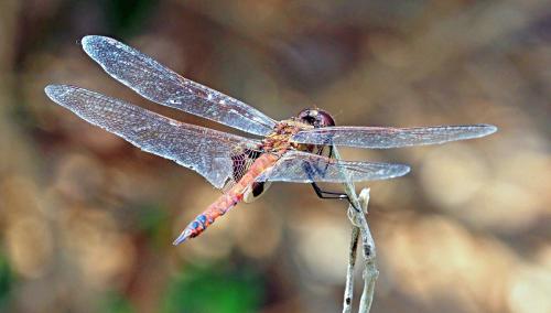 Réf. 297 652 : Tramea transmarina intersecta